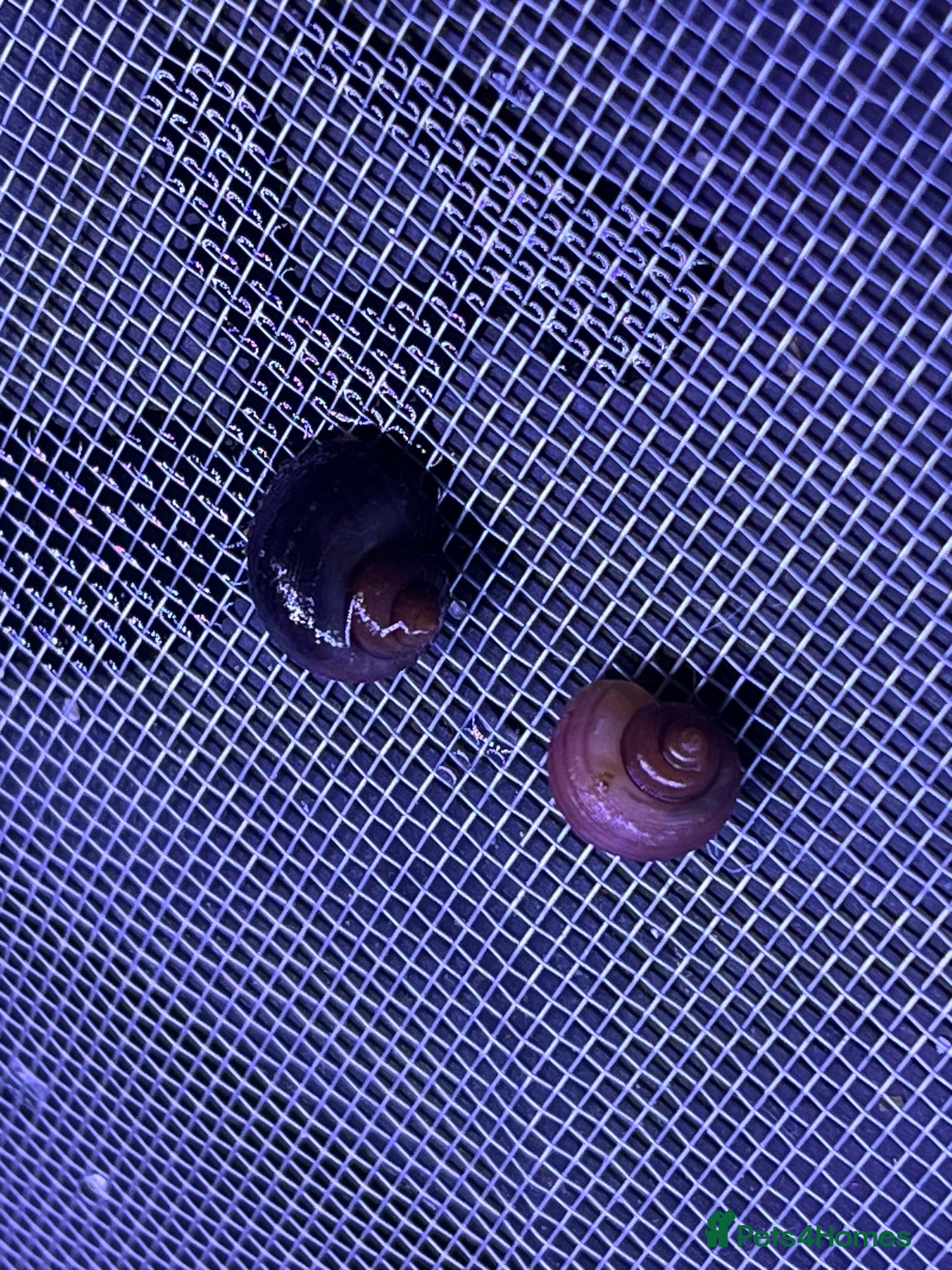 Snails fish Purple and Magenta Mystery Snails - Advert 9