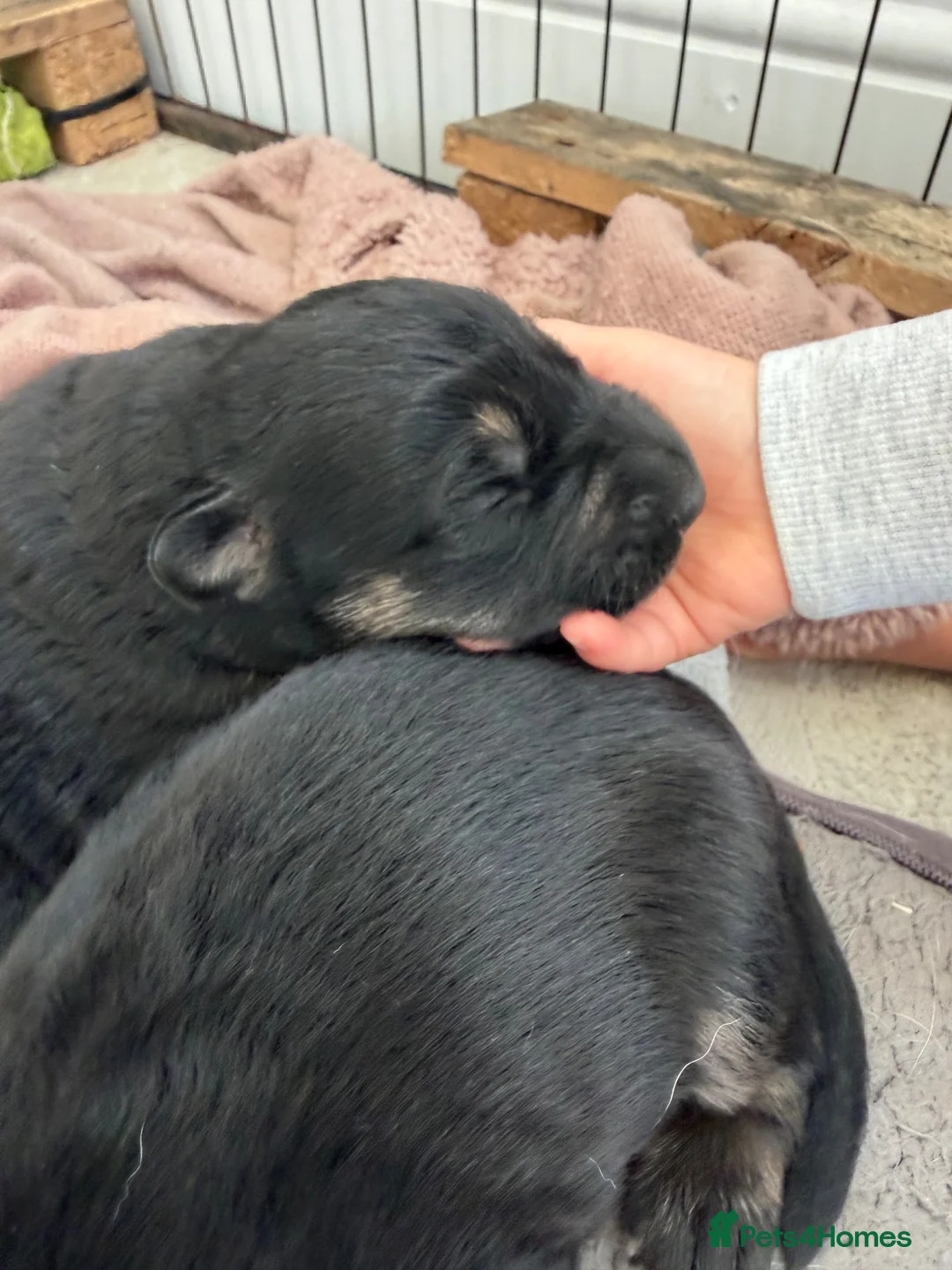 German Shepherd dogs for sale: Short haired German shepherd puppies  in Saint Leonards-on-sea - Advert 8