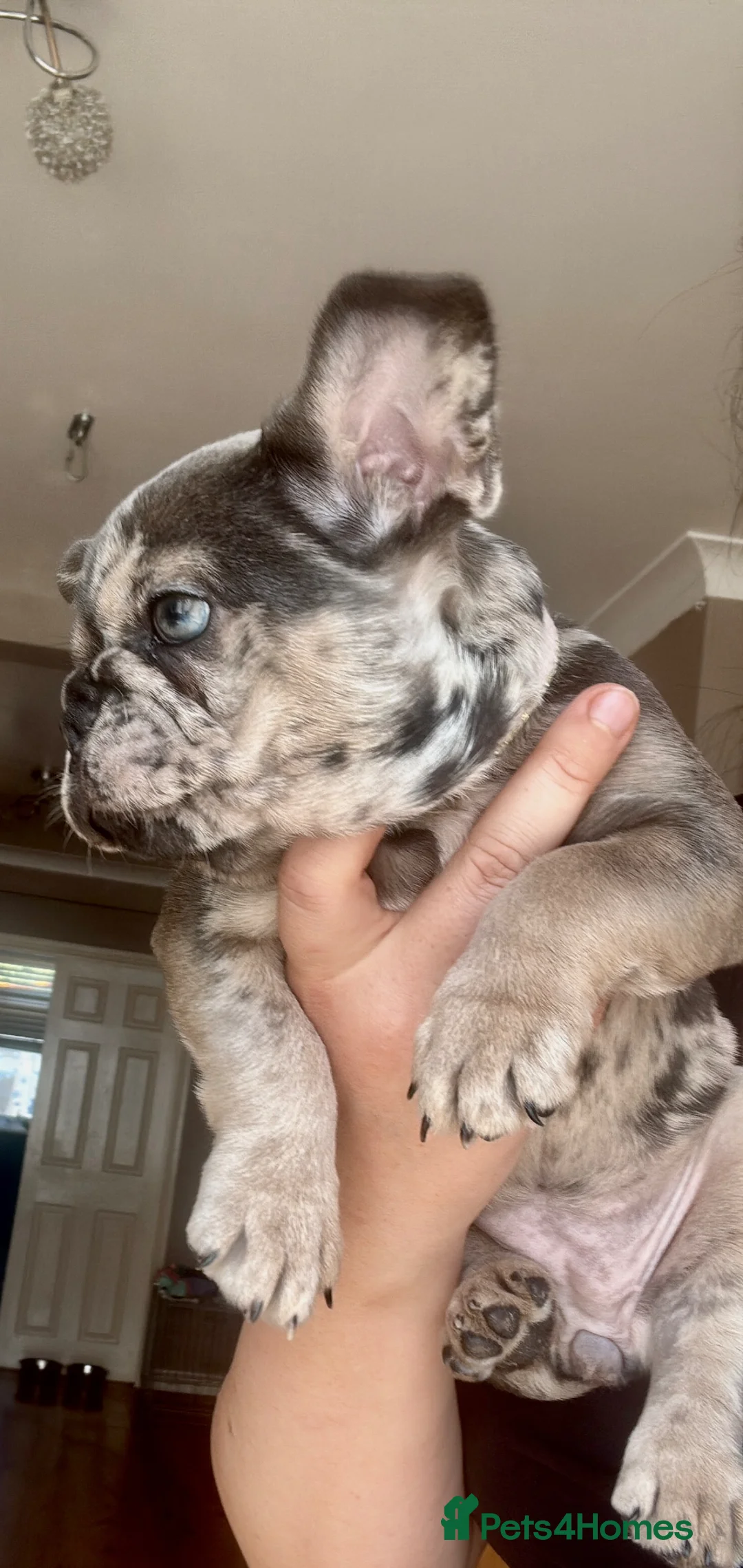 French Bulldog dogs for sale: AMAZING FRENCH BULDOG - Advert 12