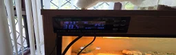 Bearded Dragon reptiles for sale: Bearded Dragon lizard and vivarium - Advert 3