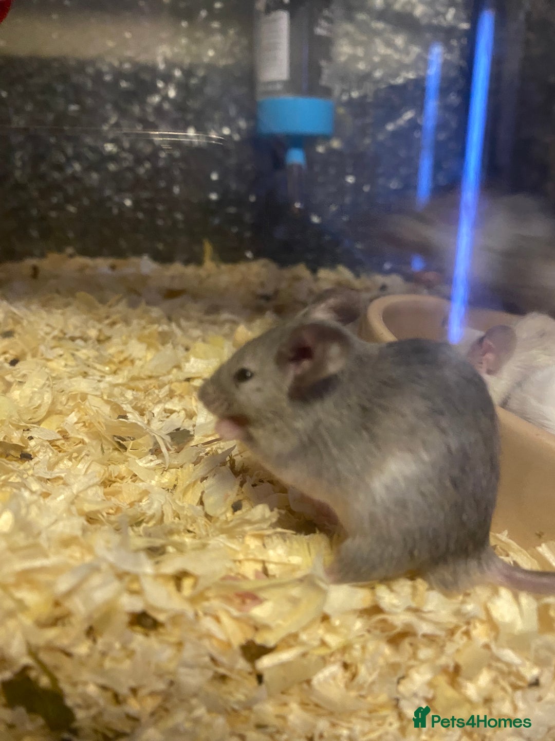 Mouse rodents for sale: 27 mice - Advert 4