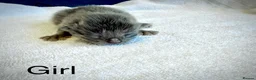Ragcoon cats for sale: Ragdoll × Maine Coon Kittens rare colours - Advert 5