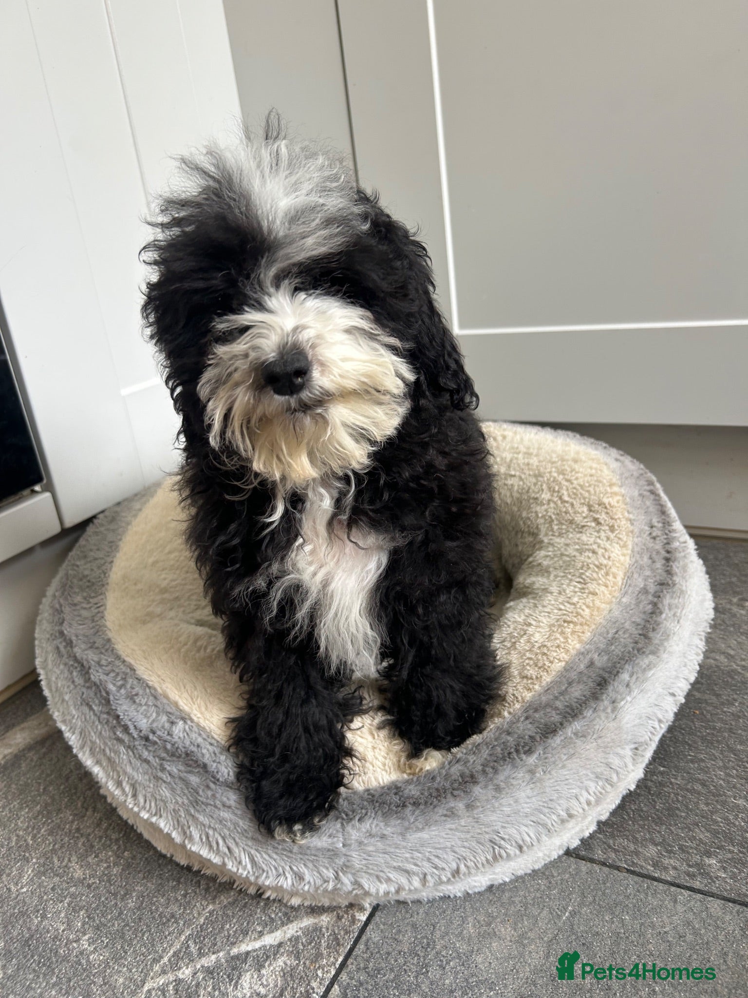 Cavapoo dogs Multigenerational Australian labradoodle cavapoo  - Advert 2