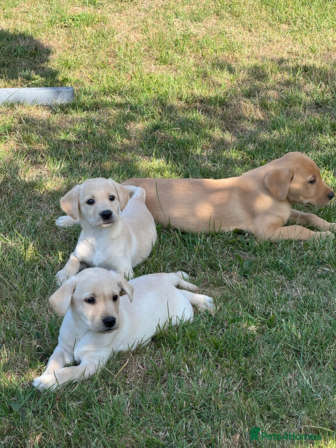 Labrador Retriever dogs for sale: Lovely KC Registered Labrador Puppies - Image 5
