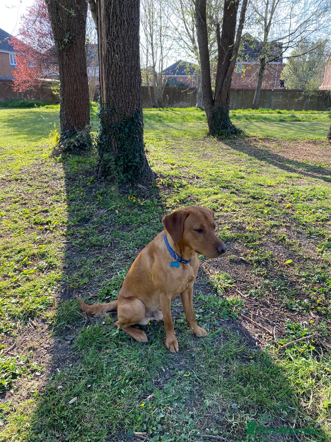 Labrador Retriever dogs for stud: Fully Health Tested Fox Red Labrador for Stud - Advert 7