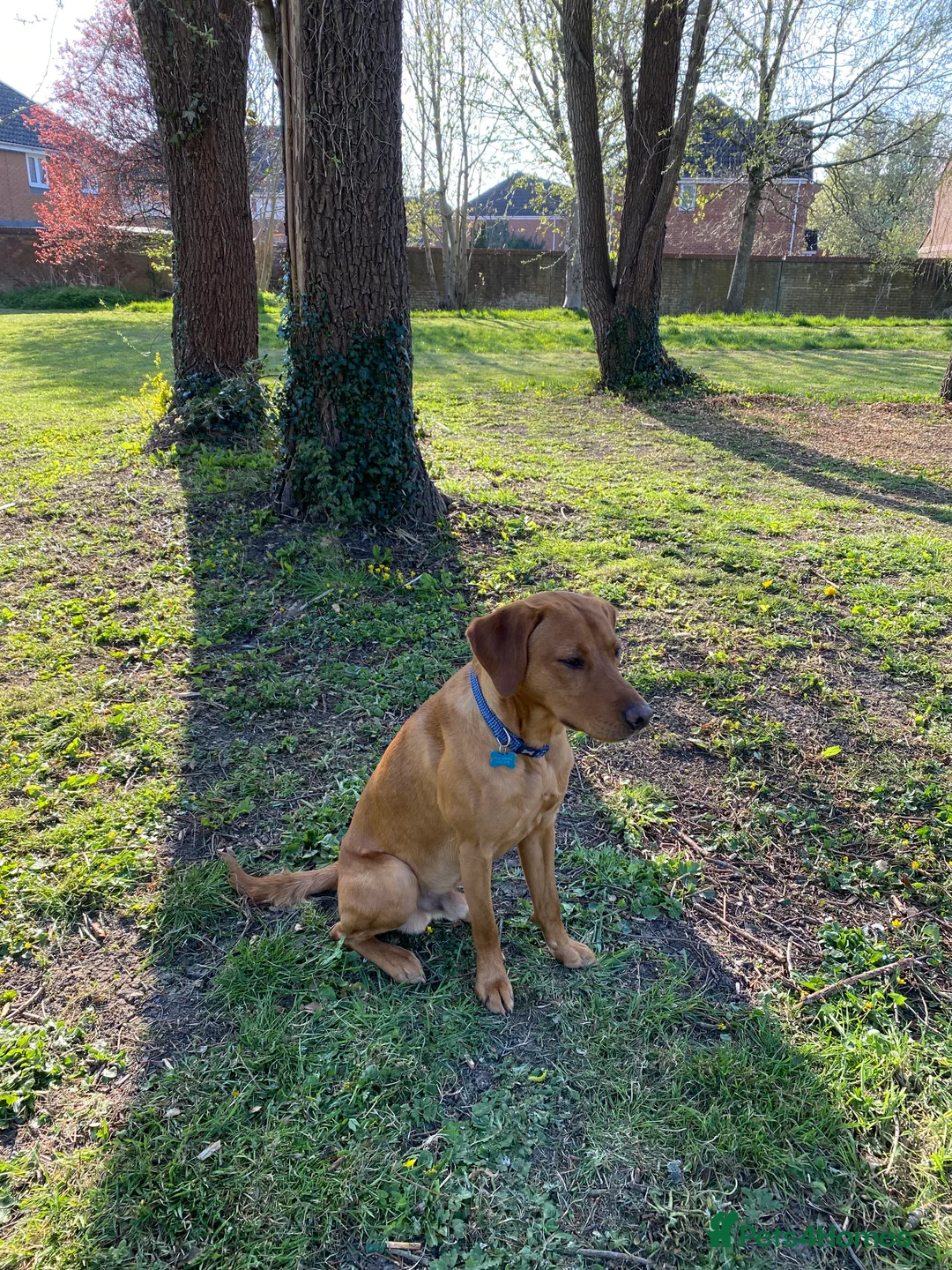 Labrador Retriever dogs for stud: Fully Health Tested Fox Red Labrador for Stud - Advert 7