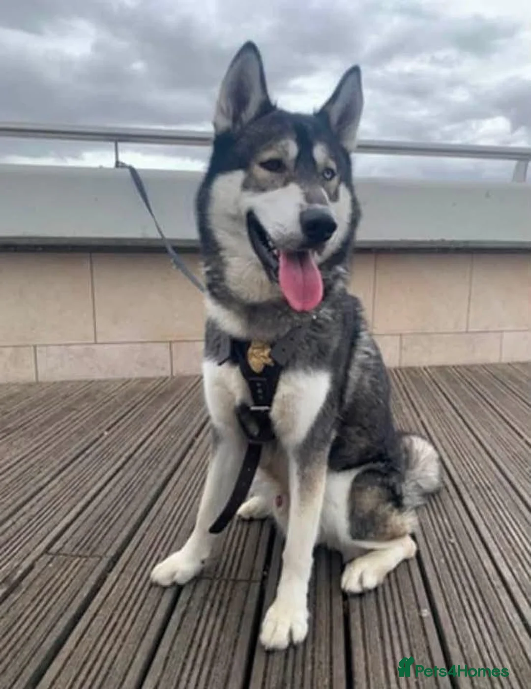 Siberian Husky dogs for sale: Husky for sale to good home.  in Hull - Advert 2