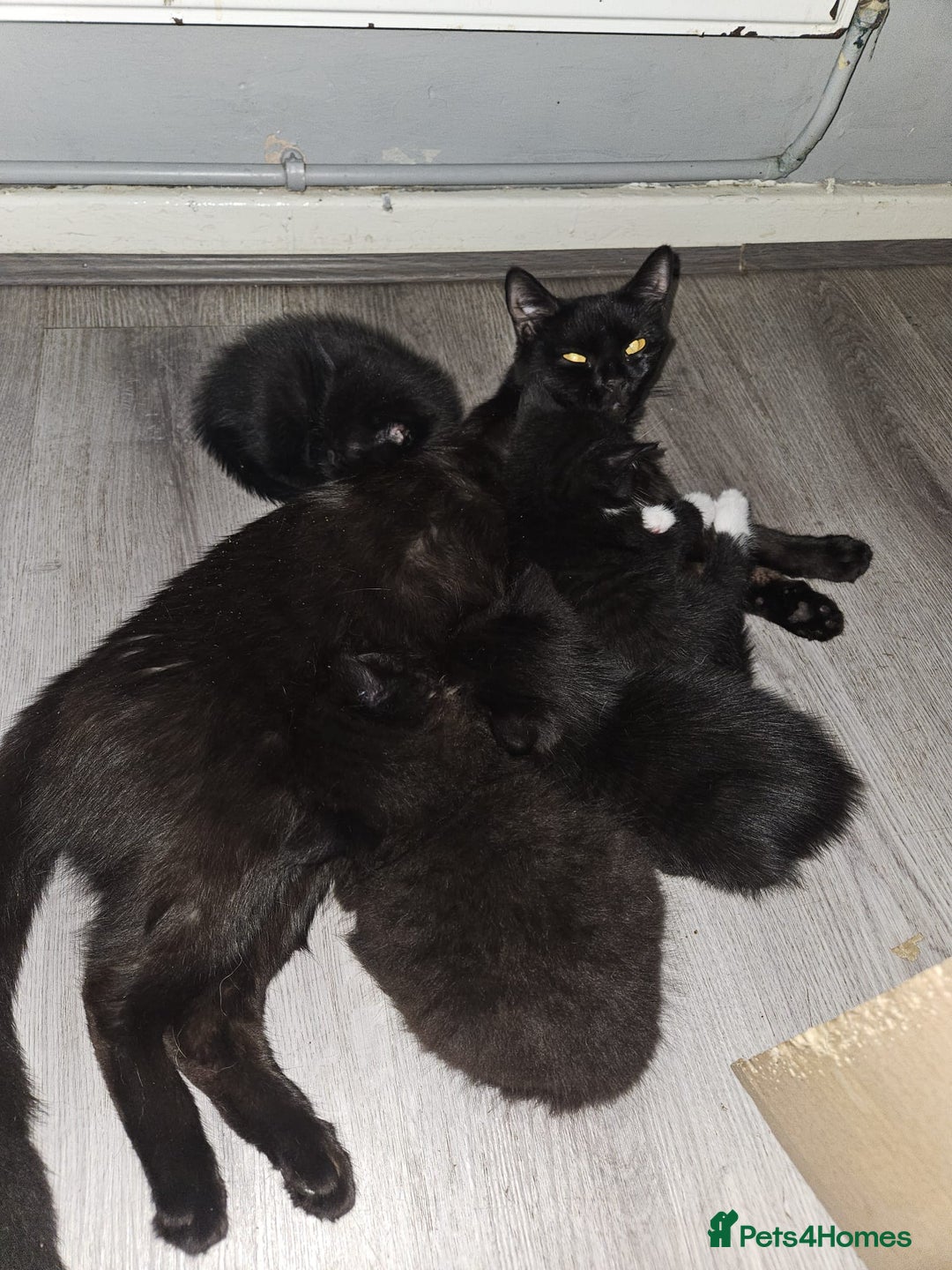 British Shorthair cats for sale: 4 beautiful kittens for sale  - Image 19
