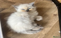 Ragdoll cats for sale: Ragdoll kittens ready the 15th September - Image 6