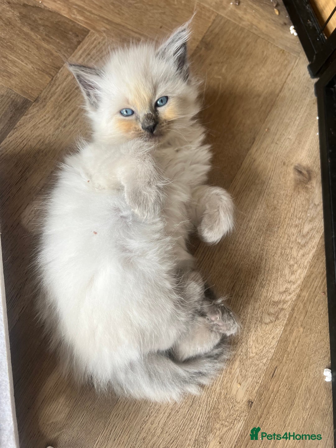 Ragdoll cats for sale: Ragdoll kittens ready the 15th September - Image 6