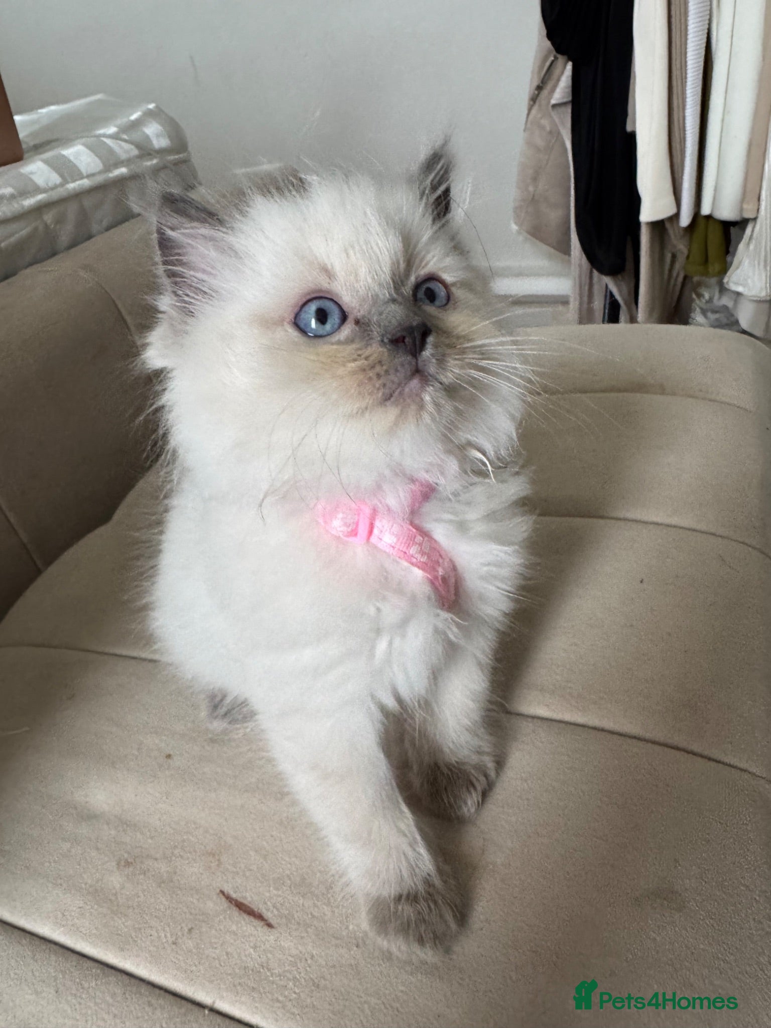 Ragdoll cats Ragdoll kittens for sale  - Advert 2