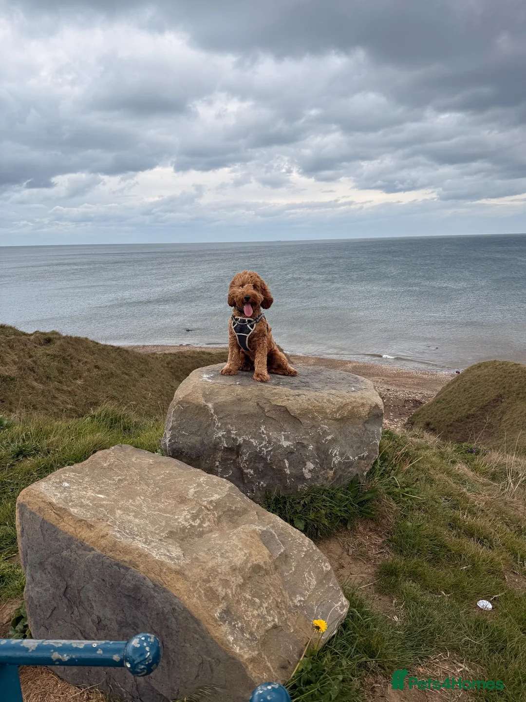 Cockapoo dogs for stud: Male Cockapoo Stud - experienced  in Hartlepool - Advert 2