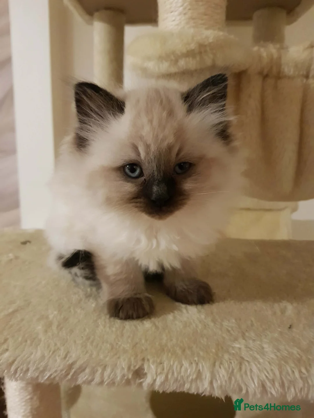 Ragdoll cats for sale: 3 beautiful ragdoll girls ready now - Advert 4