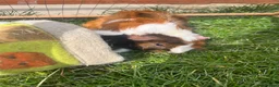 Guinea Pig rodents for sale: two female gunipigs including cage  - Advert 5