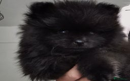 Pomeranian dogs for sale: Mini Pomeranians - Image 8