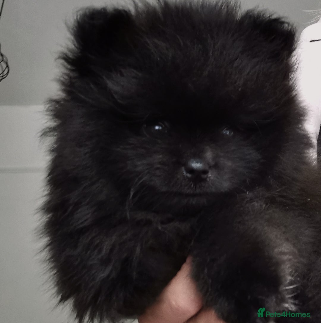 Pomeranian dogs for sale: Mini Pomeranians - Image 8