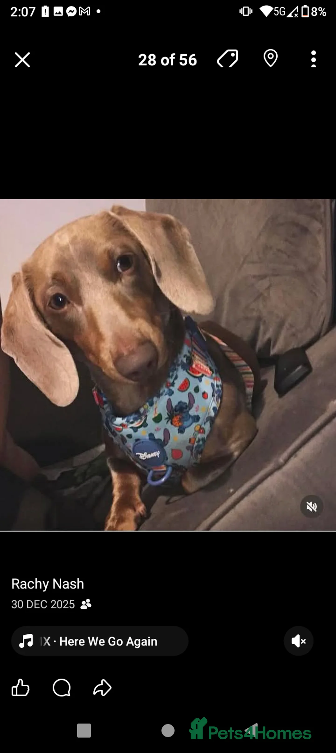 Miniature Dachshund dogs for sale: Three miniature long haired dachshunds  - Advert 10