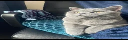 British Shorthair cats for sale: Beautiful British Champion Shorthair Kittens - Advert 2