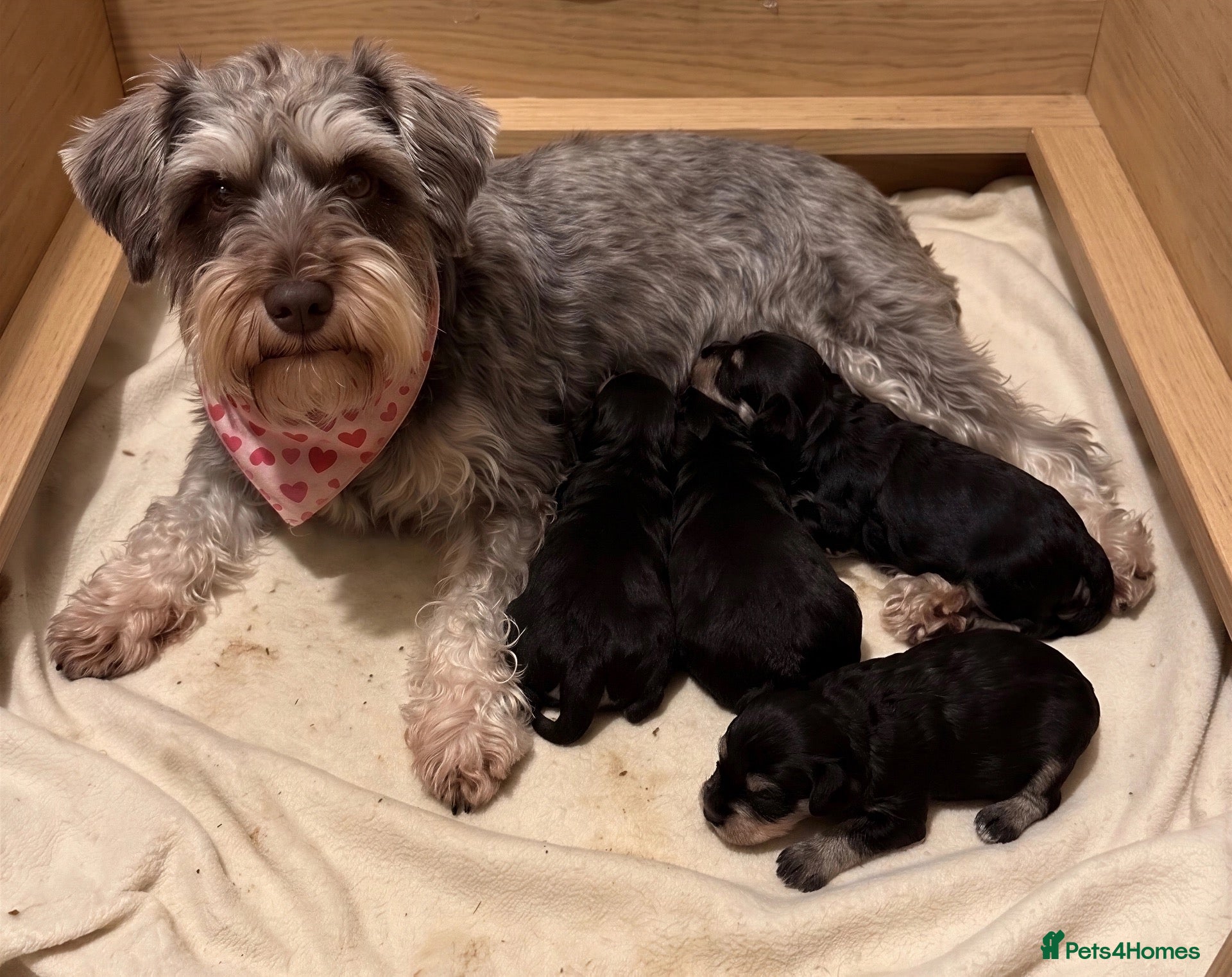 Miniature Schnauzer dogs Gorgeous Miniature schnauzer Puppies  - Advert 1
