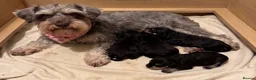 Miniature Schnauzer dogs for sale: Gorgeous Miniature schnauzer Puppies  in Worthing - Advert 1