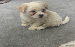 Maltese dogs for sale: Maltese puppies  - Image 4