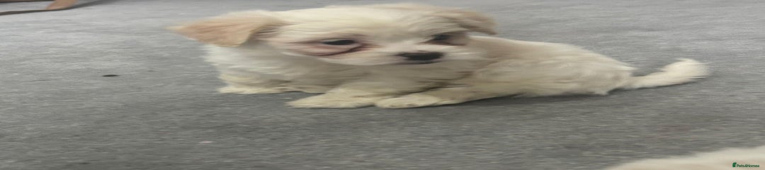 Maltese Puppy 2