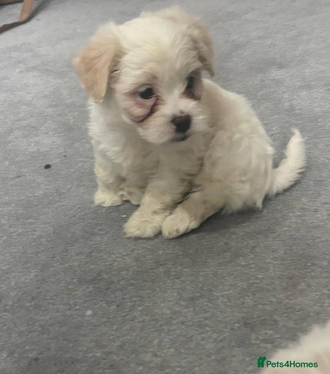 Maltese dogs for sale: Maltese puppies  - Image 4