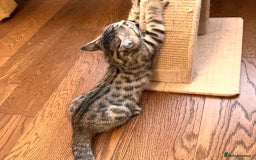 Bengal cats for sale: Sweet kittens - Image 2