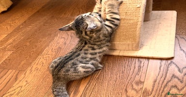 Bengal cats - Advert 10