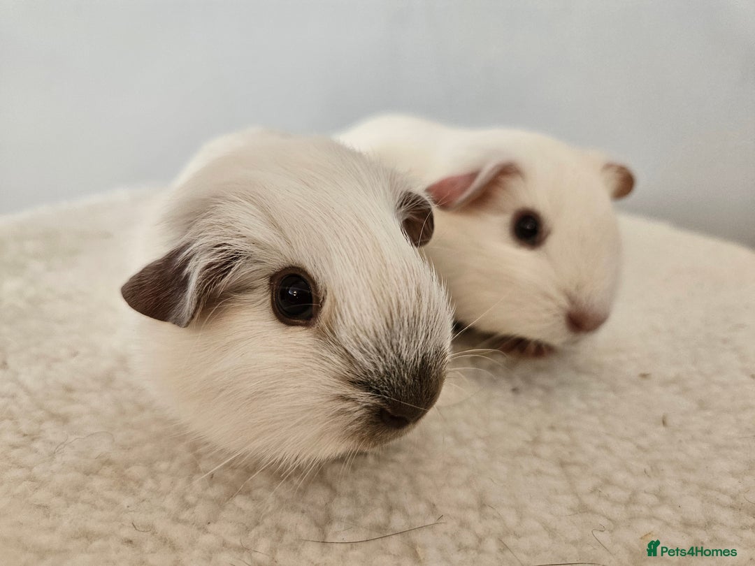 Guinea Pig rodents for sale: Bonded pairs of baby male guinea pigs  - Advert 1
