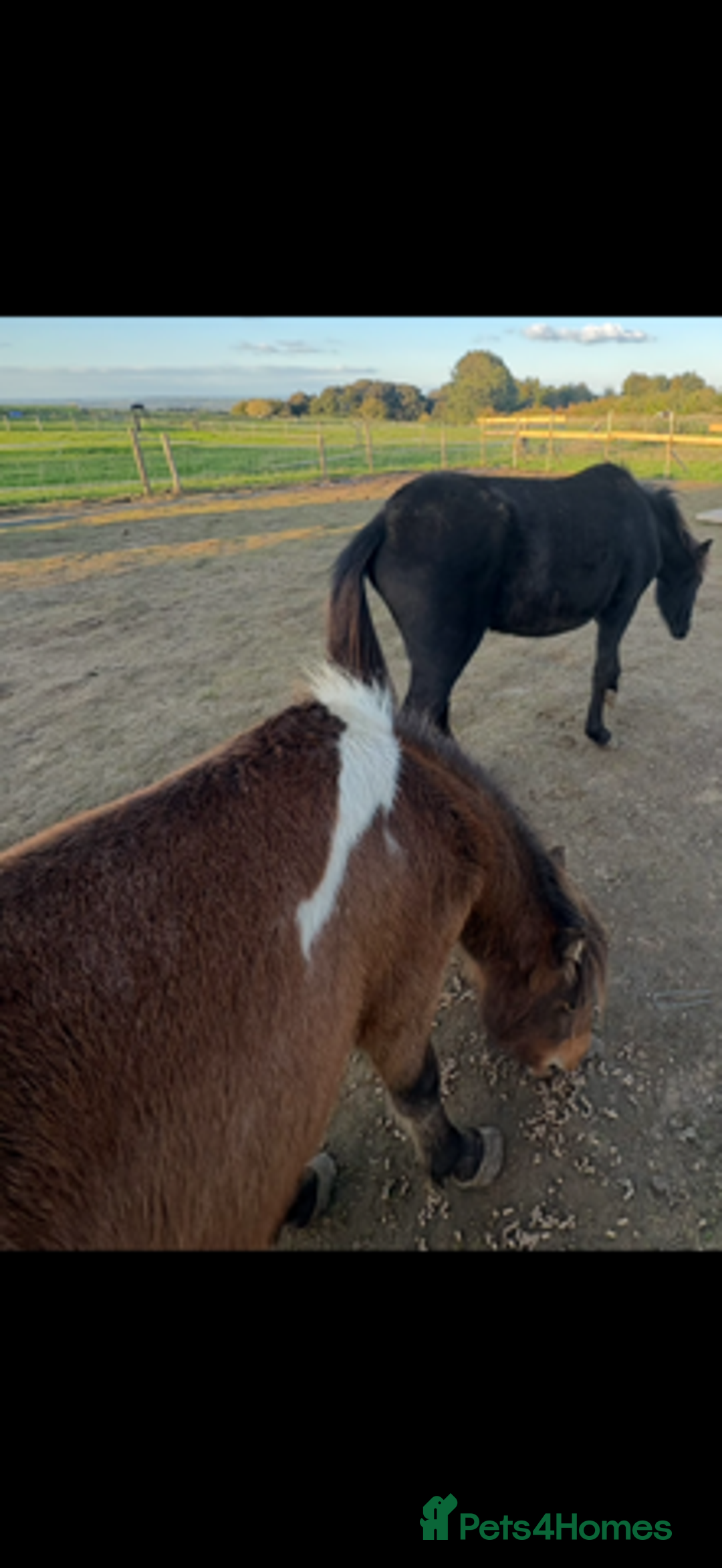 Gotland pony horses for sale: Dartmoor Hill pony  - Advert 5