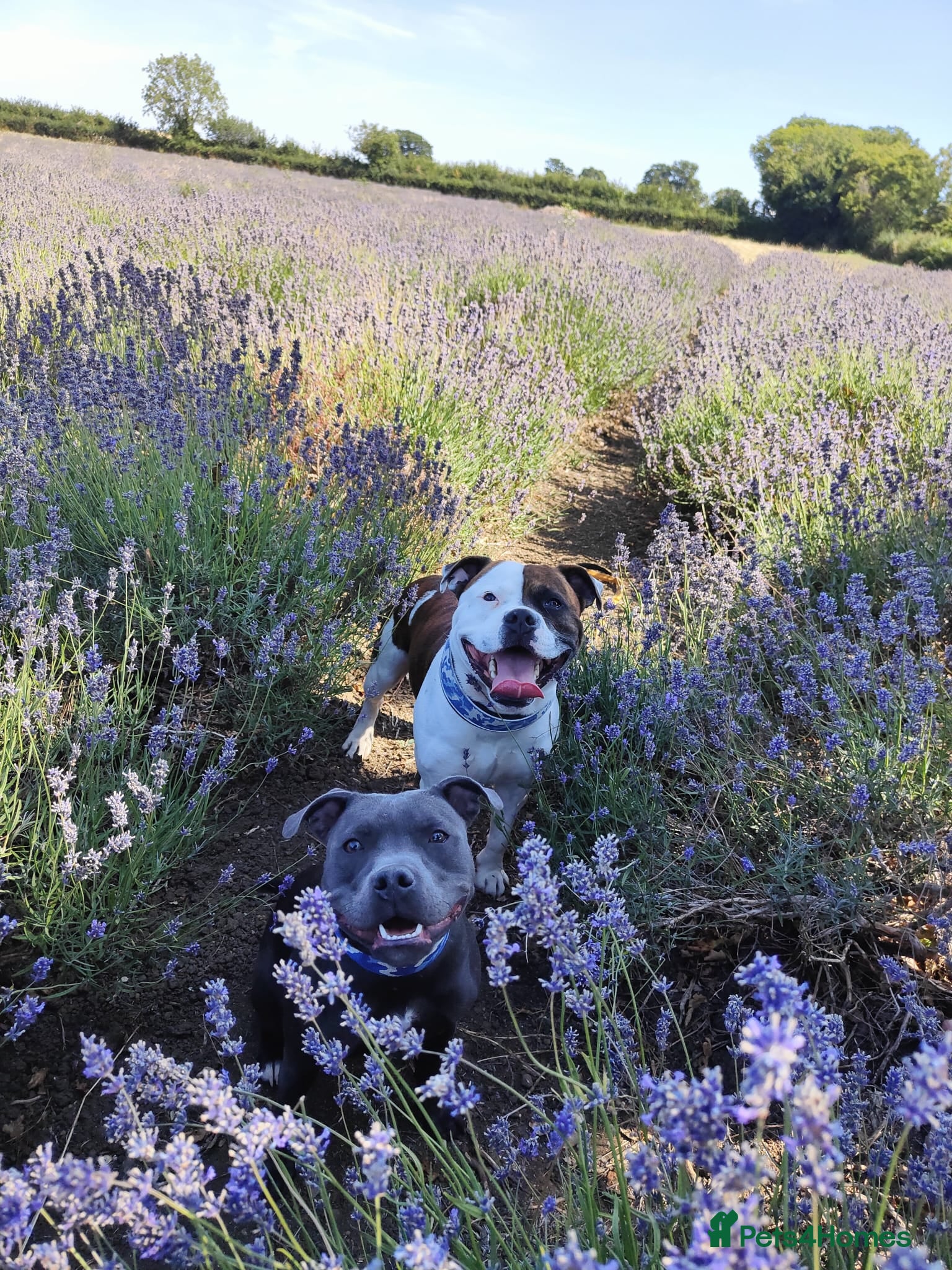 Staffordshire Bull Terrier dogs Stunning Brindle & White Staffy Pups - Advert 2