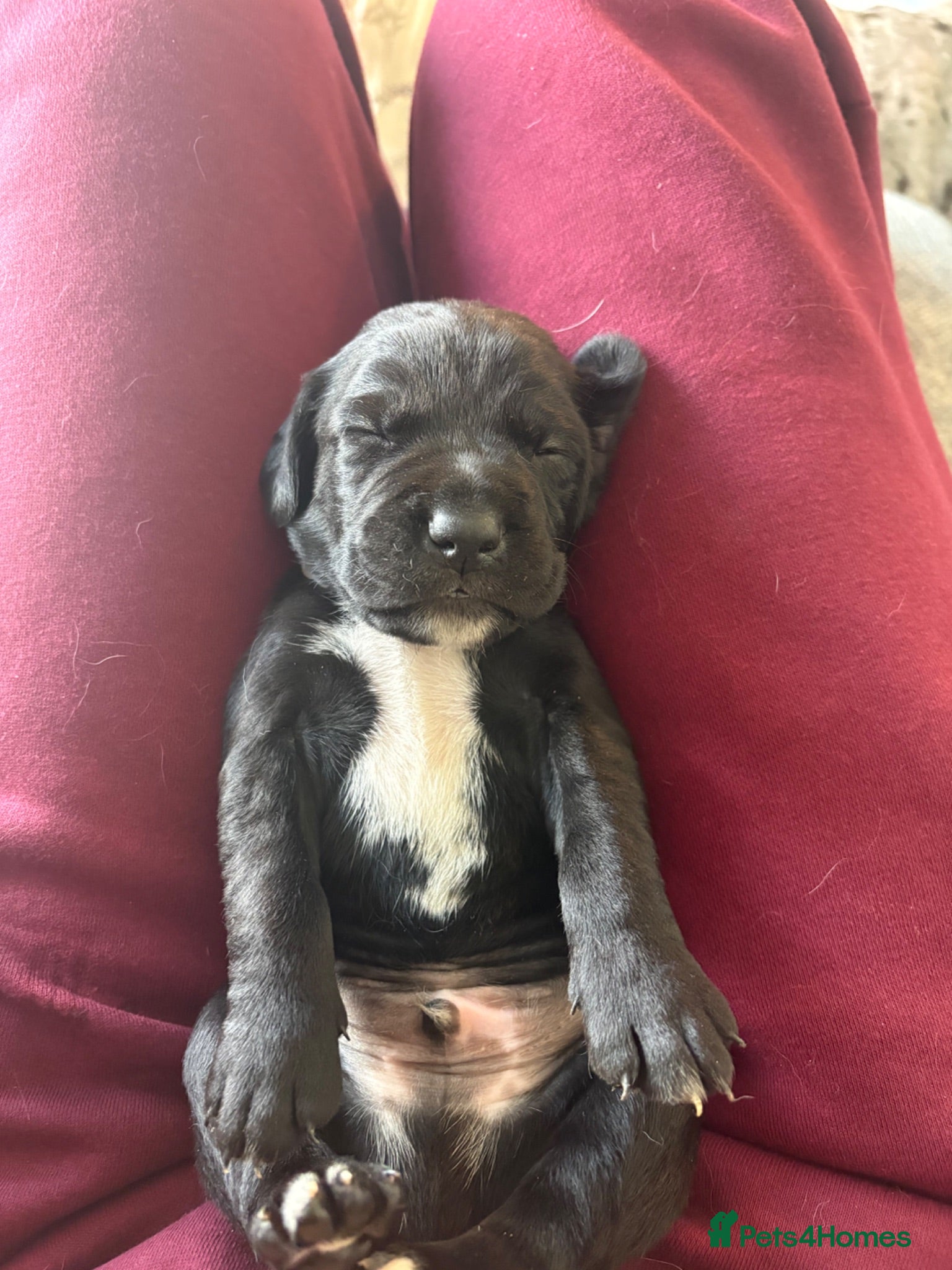 Mixed Breed dogs Gorgeous cane corso cross springer puppies  - Advert 16
