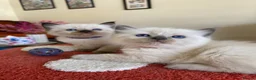 Ragdoll cats for sale: Ragdoll Kittens  - Advert 7