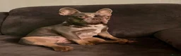 French Bulldog dogs for sale: 5 weeks old french bulldog puppies for sale - Advert 1