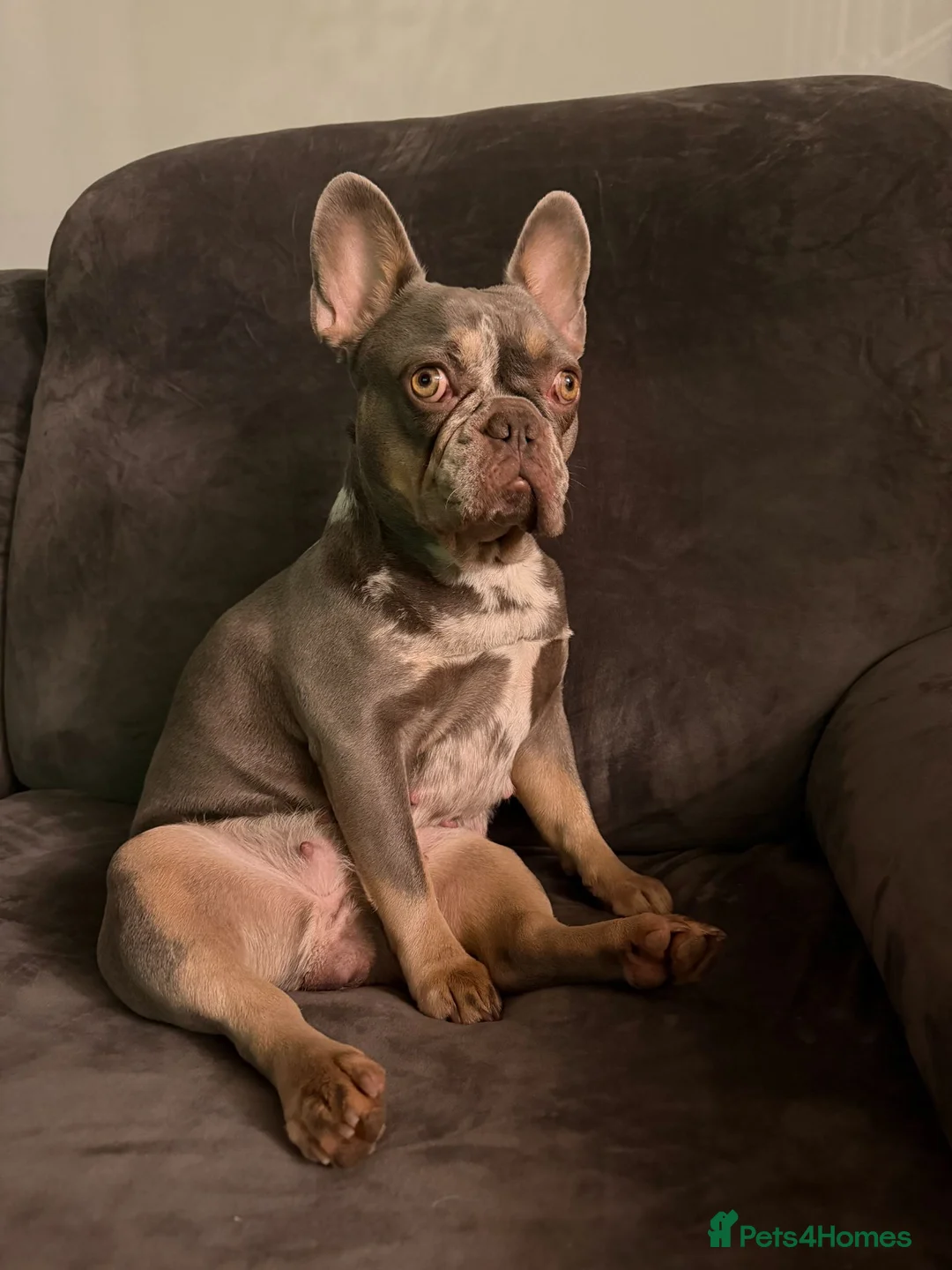 French Bulldog dogs for sale: 5 weeks old french bulldog puppies for sale - Advert 1