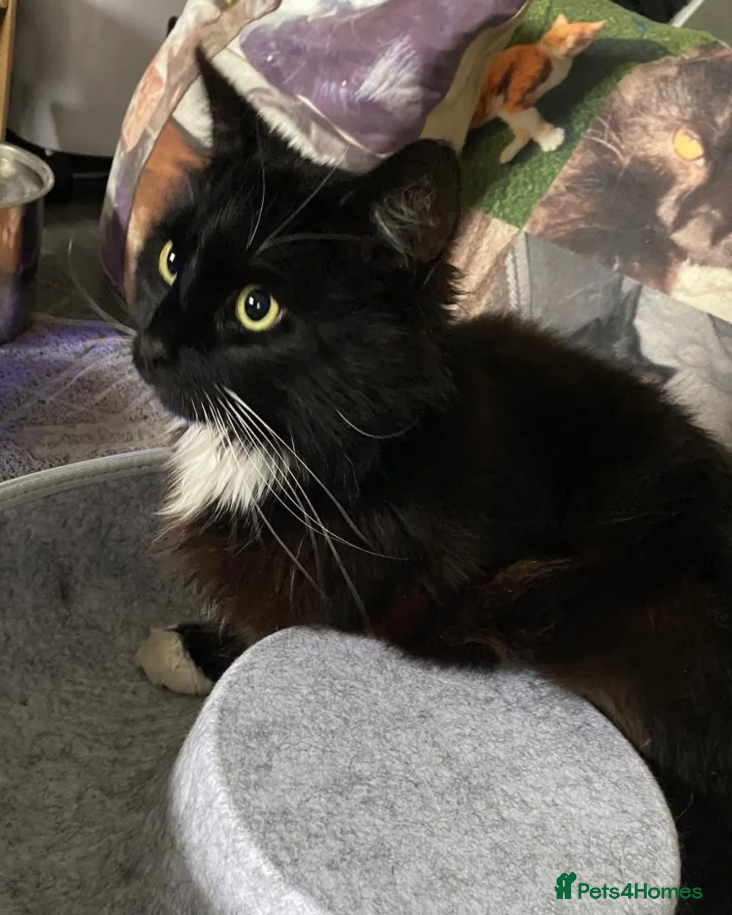 Domestic Shorthair cats Percy is looking for a peaceful home - Advert 3