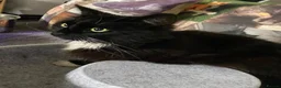 Domestic Shorthair cats for adoption: Percy is looking for a peaceful home - Advert 1