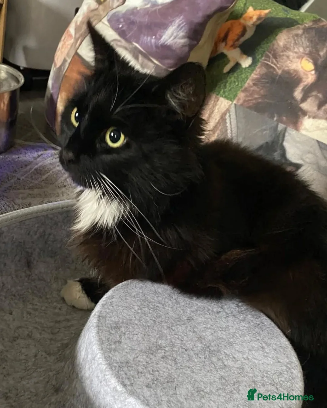 Domestic Shorthair cats for adoption: Percy is looking for a peaceful home - Advert 1