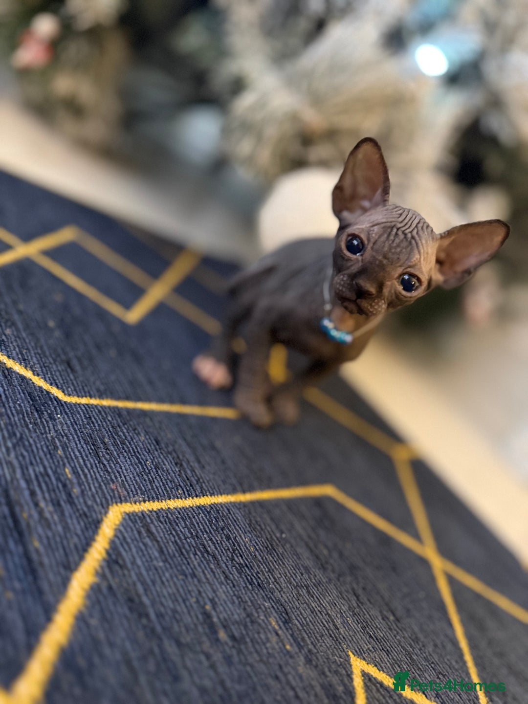 Sphynx cats for sale: Stunning Kittens!  - Advert 11