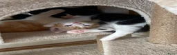 Mixed Breed cats for sale: Kittens looking for forever homes - Advert 2