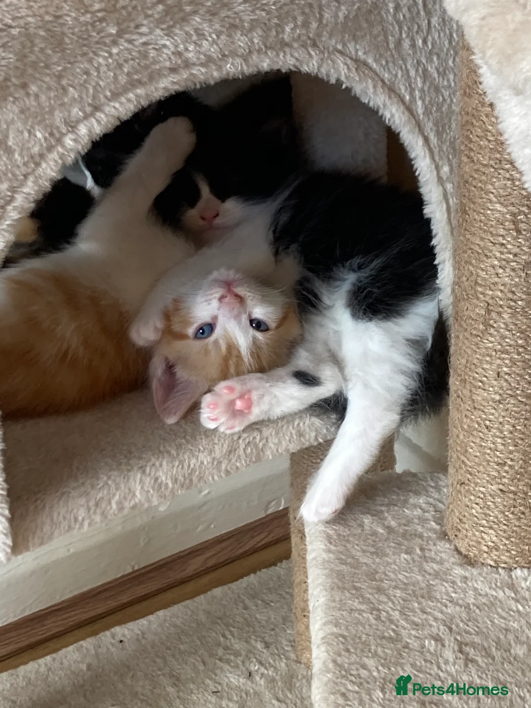 Mixed Breed cats for sale: Kittens looking for forever homes - Advert 2