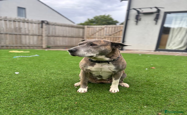 Mixed Breed dogs - Advert 1