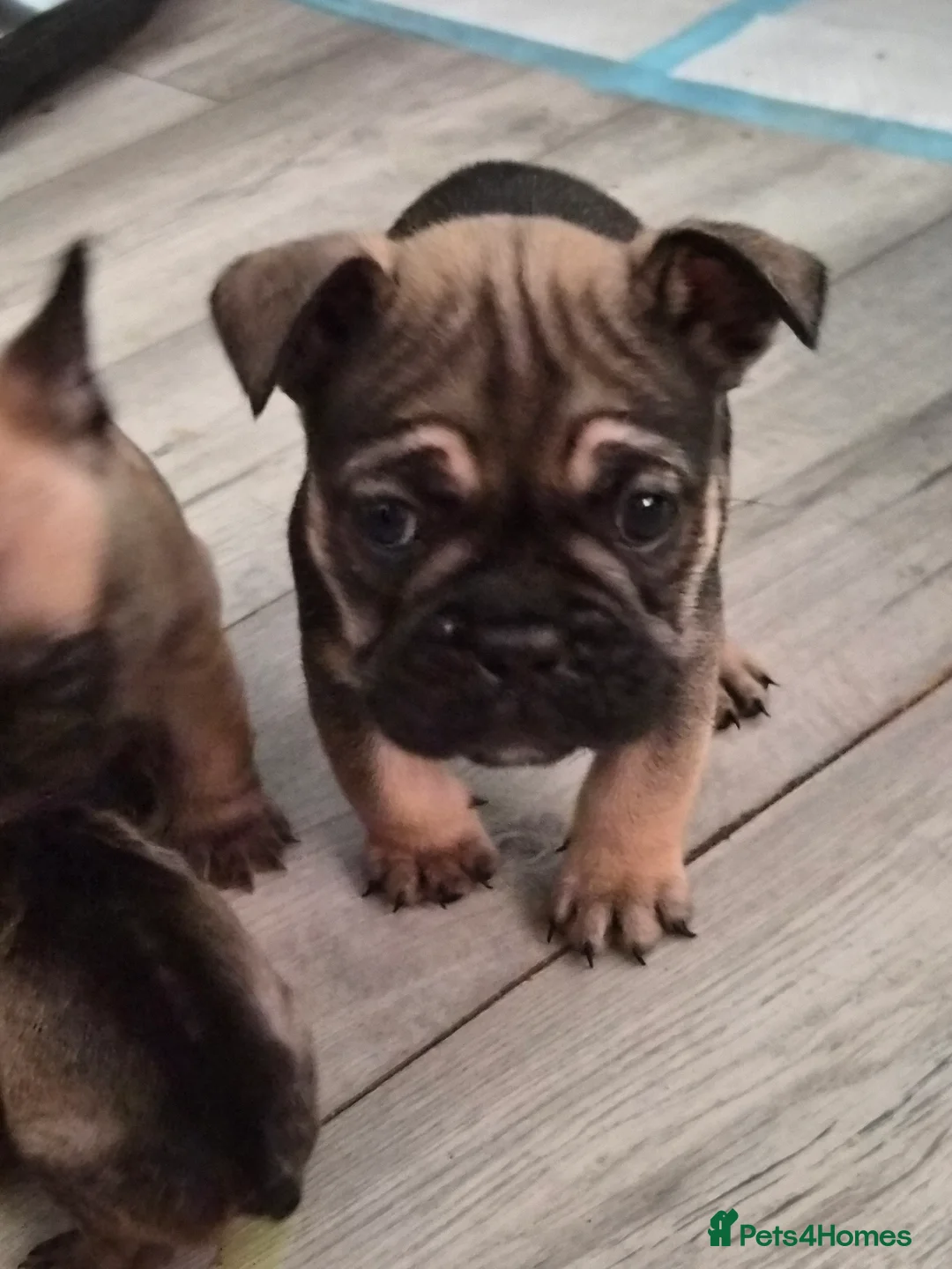 Mixed Breed dogs for sale:  Female Hybrid Bulldog Pups - Advert 15