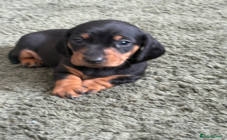 Dachshund dogs - Advert 1