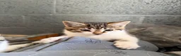 Mixed Breed cats for sale: Two boy farm cats for sale  - Advert 3