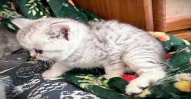 British Shorthair cats - Advert 2