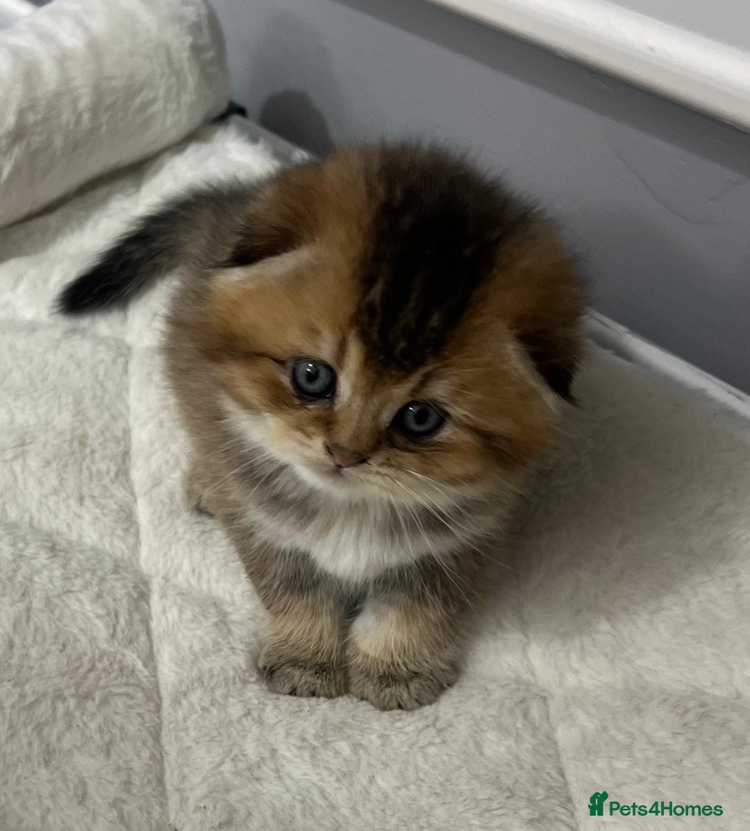 Scottish Fold cats for sale: Pure breed Pedigree SF kittens  - Advert 8