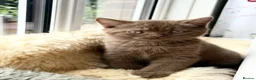 British Shorthair cats for sale: The handsome boy with an outstanding pedigree. - Advert 8
