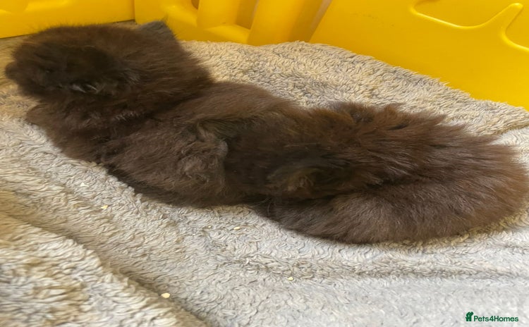 British Longhair cats - Advert 2